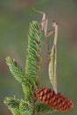 Mantis on pine tree Royalty Free Stock Photo