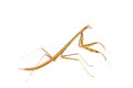 Mantis Royalty Free Stock Photo
