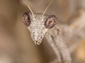 Mantis portrait Royalty Free Stock Photo