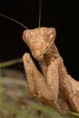 Mantis portrait Royalty Free Stock Photo