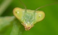 Mantis portrait. Extreme close up. Macro detailed photo.