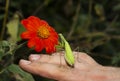 Mantis posing in a garden with flowers and grass Royalty Free Stock Photo