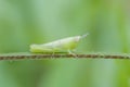 mantis isolated on green background Royalty Free Stock Photo