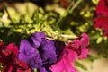 Mantis or Praying Mantis, Mantis religiosa in front of background with flowers. Macro photo of Female Mantis Royalty Free Stock Photo