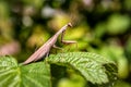 Mantis predator on the green plant Royalty Free Stock Photo