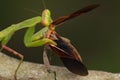 Mantis of predator with it prey Royalty Free Stock Photo