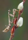 Mantis on willow Royalty Free Stock Photo