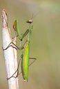 Mantis religiosa