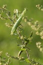 Mantis religiosa