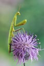 Mantis religiosa