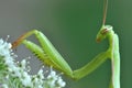 Mantis religiosa