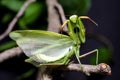 Mantis in Defensive Stance Royalty Free Stock Photo