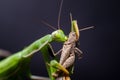 Mantis religiosa eating grasshopper Royalty Free Stock Photo