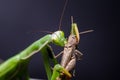 Mantis religiosa eating grasshopper Royalty Free Stock Photo