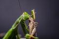 Mantis religiosa eating grasshopper Royalty Free Stock Photo