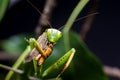 Mantis religiosa eating grasshopper Royalty Free Stock Photo
