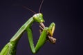Mantis religiosa eating grasshopper Royalty Free Stock Photo