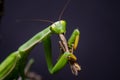 Mantis religiosa eating grasshopper Royalty Free Stock Photo