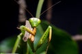 Mantis religiosa eating grasshopper Royalty Free Stock Photo