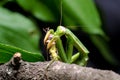Mantis religiosa eating grasshopper Royalty Free Stock Photo