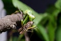 Mantis religiosa eating grasshopper Royalty Free Stock Photo