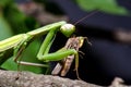 Mantis religiosa eating grasshopper Royalty Free Stock Photo