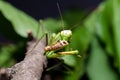 Mantis religiosa eating grasshopper Royalty Free Stock Photo