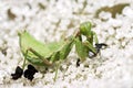 Mantis religiosa eating an insect