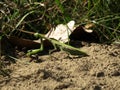 Mantis religiosa European Mantis