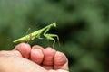Mantis - Mantis religiosa green animal sitting on human hand Royalty Free Stock Photo