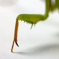 Mantis Religiosa and her two paws close-up