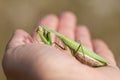 Mantis religiosa on human hand Royalty Free Stock Photo