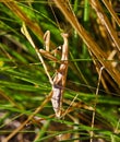 Mantis religiosa is living in south part of Europe and its very interesting insects for entomologs