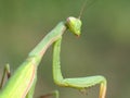 Mantis religiosa from the Mantidae family. Royalty Free Stock Photo