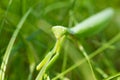 Mantis religiosa in the nature Royalty Free Stock Photo