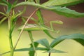 Mantis religiosa on Plant on Sunset Royalty Free Stock Photo