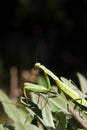 Mantis religiosa - praying mantis