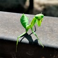 Praying Mantis Perched on an Iron Rod Royalty Free Stock Photo