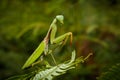 Mantis religiosa praying mantises Royalty Free Stock Photo