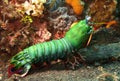 Mantis shrimp Royalty Free Stock Photo
