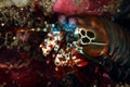 Mantis shrimp Royalty Free Stock Photo