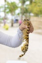 Mantis shrimp in the hand of a man on the background of the beach Royalty Free Stock Photo