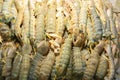Mantis Shrimp Royalty Free Stock Photo