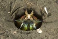 Mantis shrimp, toyan bay, catalina island, california. colorful Royalty Free Stock Photo