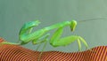 Mantis sits on the back of a chair Royalty Free Stock Photo
