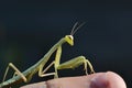 Mantis sits on a finger Royalty Free Stock Photo