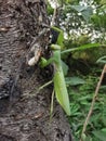 Mantis stalking cicada