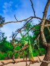 mantis standing Royalty Free Stock Photo