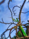 mantis standing Royalty Free Stock Photo