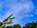 mantis standing Royalty Free Stock Photo